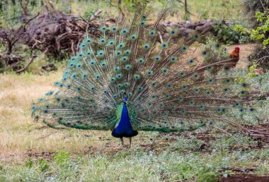 Park, İsrail bahçesinde açık kuyruklu peacock
