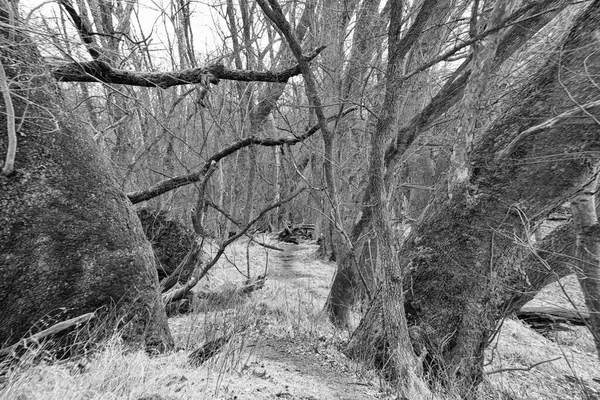 Tunel stromů v černé a bílé — Stock fotografie