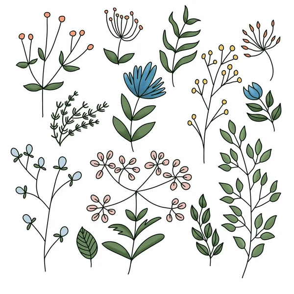 Serie di foglie, piccoli fiori su sfondo bianco — Foto Stock