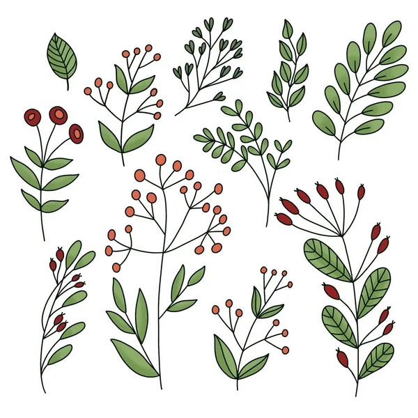 Serie di foglie, ramoscelli con bacche su sfondo bianco — Foto Stock