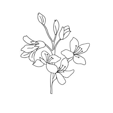 Siyah ve beyaz vektör grafikleriyle bir buket çiçeğin resmi. Kartpostal tasarımı, botanik çizimler, telefon kılıfları için.