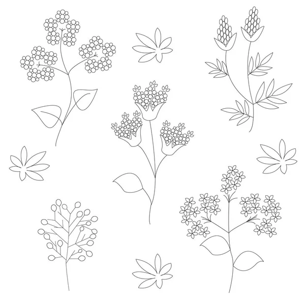 Un ensemble de fleurs sauvages sur fond blanc dans des graphiques vectoriels. Plante médicinale. Pour livres à colorier, illustrations botaniques, papier d'emballage, textiles, cartes postales, affiches, fournitures de cuisine, tatouages — Image vectorielle