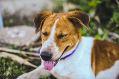 Neşeli kahverengi ve beyaz köpek dışarıda dinleniyor.