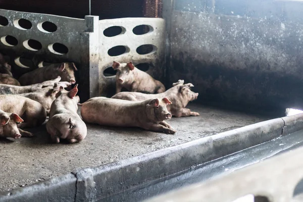 돼지 — 스톡 사진