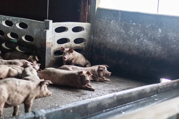 Stängt system för grisuppfödning. Med tillräckligt med ljus och perfekt. — Stockfoto