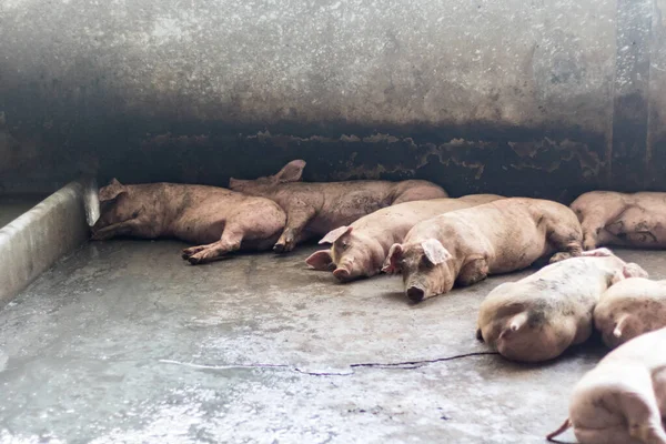 Ein Schwein — Stockfoto