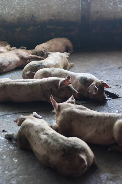 Ein Schwein — Stockfoto