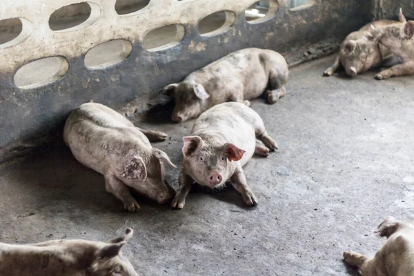 A Pig — Stock Photo, Image