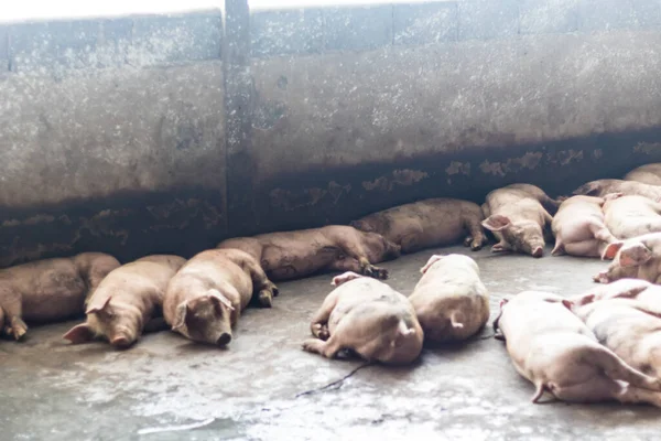 Ein Schwein — Stockfoto