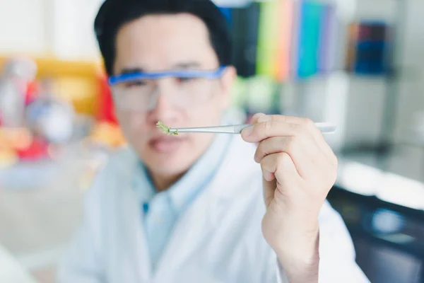 stock image Asian scientists are preparing plant-based materials for testing and analysis in the laboratory. Scientists clear glasses and white shirts. Science and Chemistry Concept