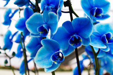 Flowe gösteri orkide çiçek