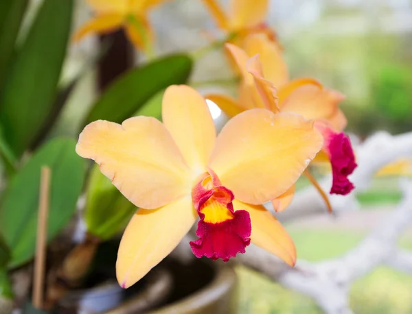 Orchid flower on flowe show — Stock Photo, Image