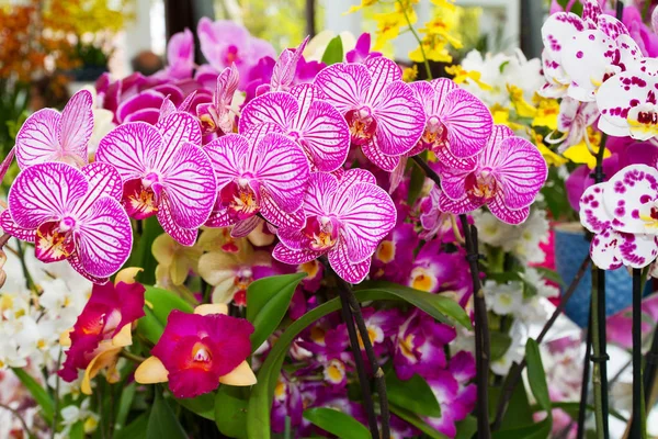 Orchid flower on flowe show — Stock Photo, Image