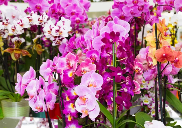 Orchidea kwiat na Pokaż kW — Zdjęcie stockowe