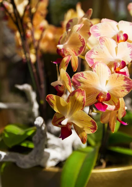 Orchid flower on flowe show — Stock Photo, Image