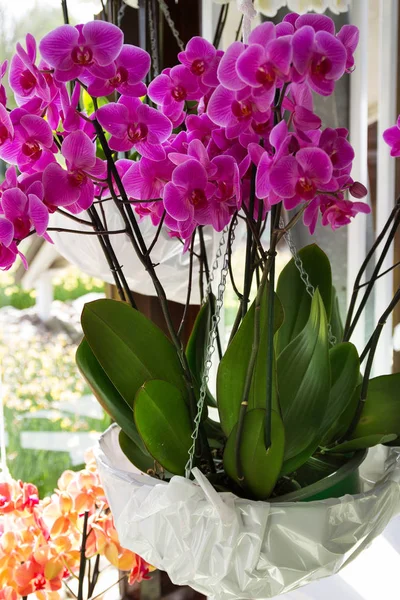 Colorful orchids in flowerpots on flower show — Stock Photo, Image