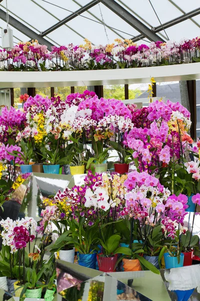 Цветные орхидеи в цветочных горшках на выставке цветов — стоковое фото