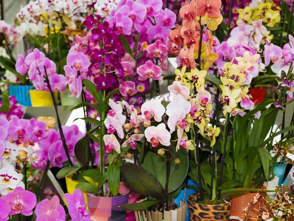 Colorful orchids in flowerpots on flower show — Stock Photo, Image