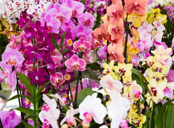 Kolorowe storczyki w doniczki na kwiat Pokaż — Zdjęcie stockowe