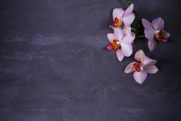 Café, orquídeas y tarta macaron o macarrón sobre fondo gris desde arriba — Foto de Stock