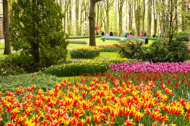 Renkli çiçekler Bahar park. Çiçek peyzaj