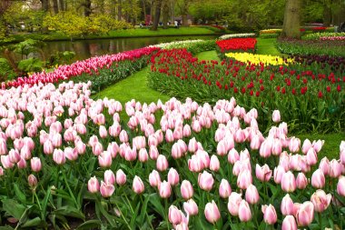 Renkli çiçekler Bahar park. Çiçek peyzaj