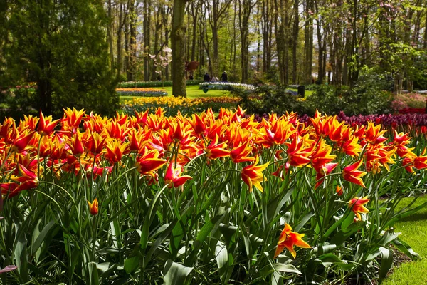 Flores coloridas no parque de primavera. Paisagem floral — Fotografia de Stock