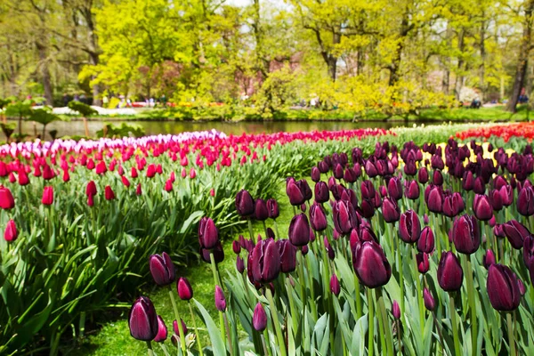 Flores coloridas no parque de primavera. Paisagem floral — Fotografia de Stock