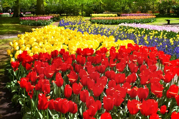 Flores coloridas no parque de primavera. Paisagem floral — Fotografia de Stock