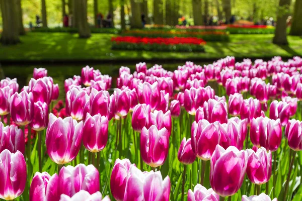 Flores coloridas no parque de primavera. Paisagem floral — Fotografia de Stock