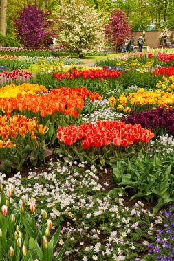 Renkli Lale çiçek Bahar park. Çiçek peyzaj