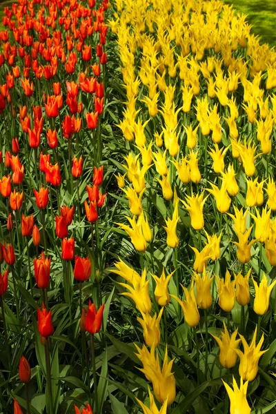 Bunte Tulpenblüten im Frühlingspark. Blumenlandschaft — Stockfoto