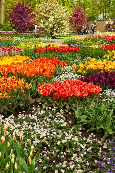 Flores de tulipa coloridas no parque primaveril. Paisagem floral — Fotografia de Stock
