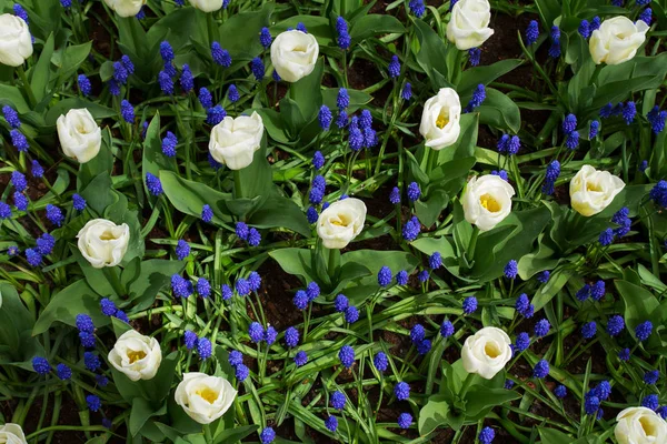 Colorful tulip flowers in spring park. Flower landscape — Stock Photo, Image