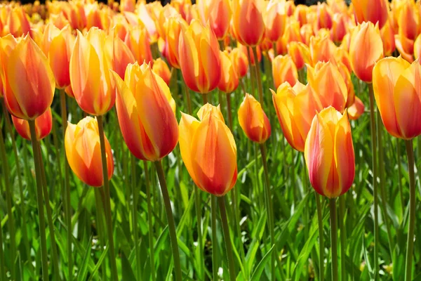 Bunte Tulpenblüten im Frühlingspark. Blumenlandschaft — Stockfoto