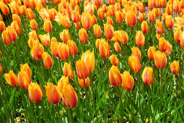 Bunte Tulpenblüten im Frühlingspark. Blumenlandschaft — Stockfoto