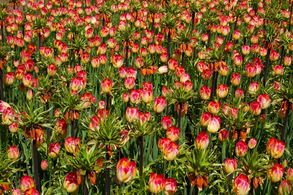 Bunte Tulpenblüten im Frühlingspark. Blumenlandschaft — Stockfoto