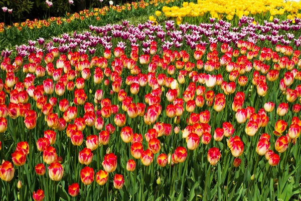 Bunte Blumen im Frühlingspark. Blumenlandschaft — Stockfoto