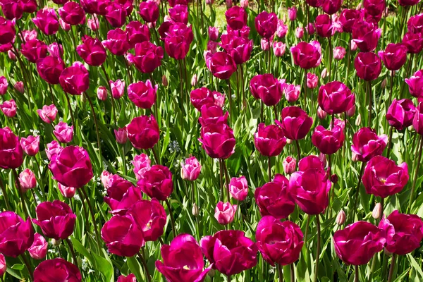 Bunte Blumen im Frühlingspark. Blumenlandschaft — Stockfoto