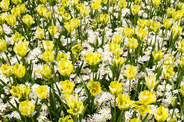 Kolorowe kwiaty w parku wiosną. Krajobraz kwiat — Zdjęcie stockowe