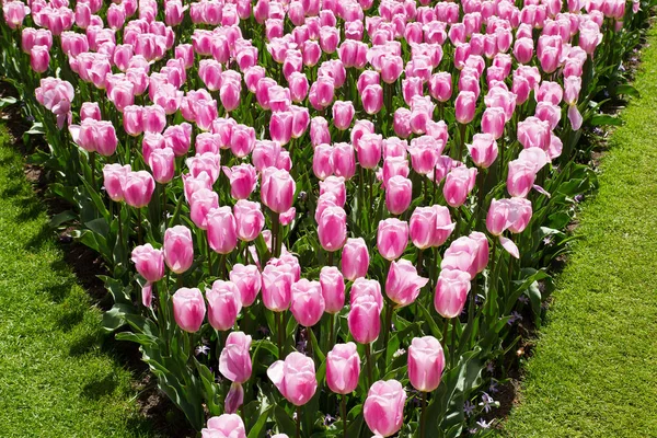 Bunte Blumen im Frühlingspark. Blumenlandschaft — Stockfoto
