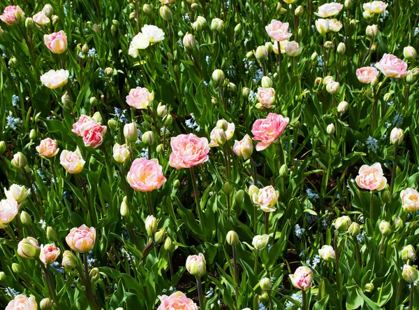 Красочные цветы в весеннем парке. Цветочный пейзаж — стоковое фото