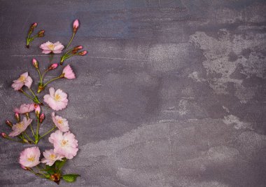 Çiçek çerçeve gri shabby chic arka plan üzerinde. Çiçeklenme ilkbahar. Pembe bahar çiçekleri. Kopya alanı ile Üstten Görünüm