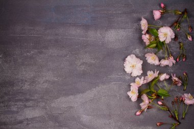 Çiçek çerçeve gri shabby chic arka plan üzerinde. Çiçeklenme ilkbahar. Pembe bahar çiçekleri. Kopya alanı ile Üstten Görünüm