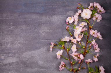 Çiçek çerçeve gri shabby chic arka plan üzerinde. Çiçeklenme ilkbahar. Pembe bahar çiçekleri. Kopya alanı ile Üstten Görünüm