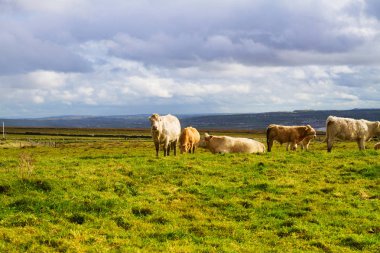 İnek ile güzel bir manzara manzara fotoğrafı. Yeşil bir alanda otlayan inekler