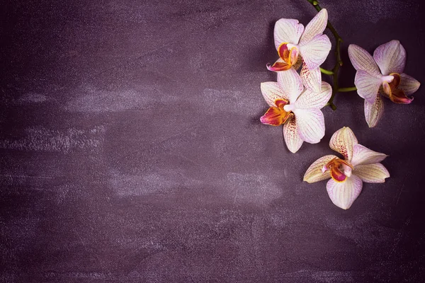 Orchids and cake macaron or macaroon on gray background from above. Flat lay, top view. Flower and cookie still life — Stock Photo, Image