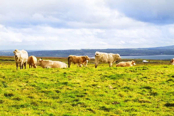 Güzel manzara, yatay, inekler. Yeşil bir alanda otlayan inekler