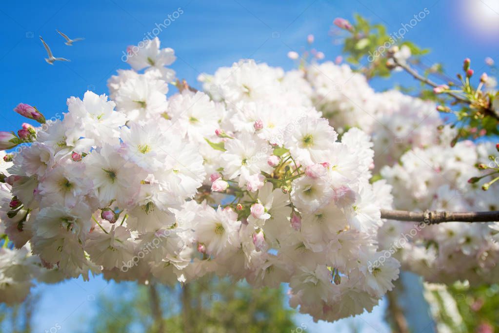 Blossom tree on nature background. Beautiful spring scene with blooming tree, flowers and sunshine in blur style. White flowers