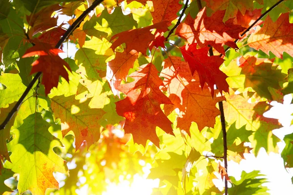 Herbstlandschaft Herbst Baum Blätter Hintergrund — Stockfoto